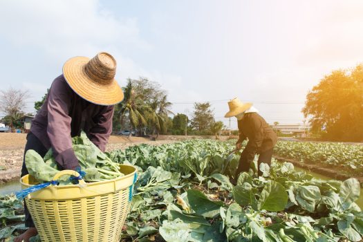 Woman,Farmers,Working,In,Vegetable,Field,On,Daytime